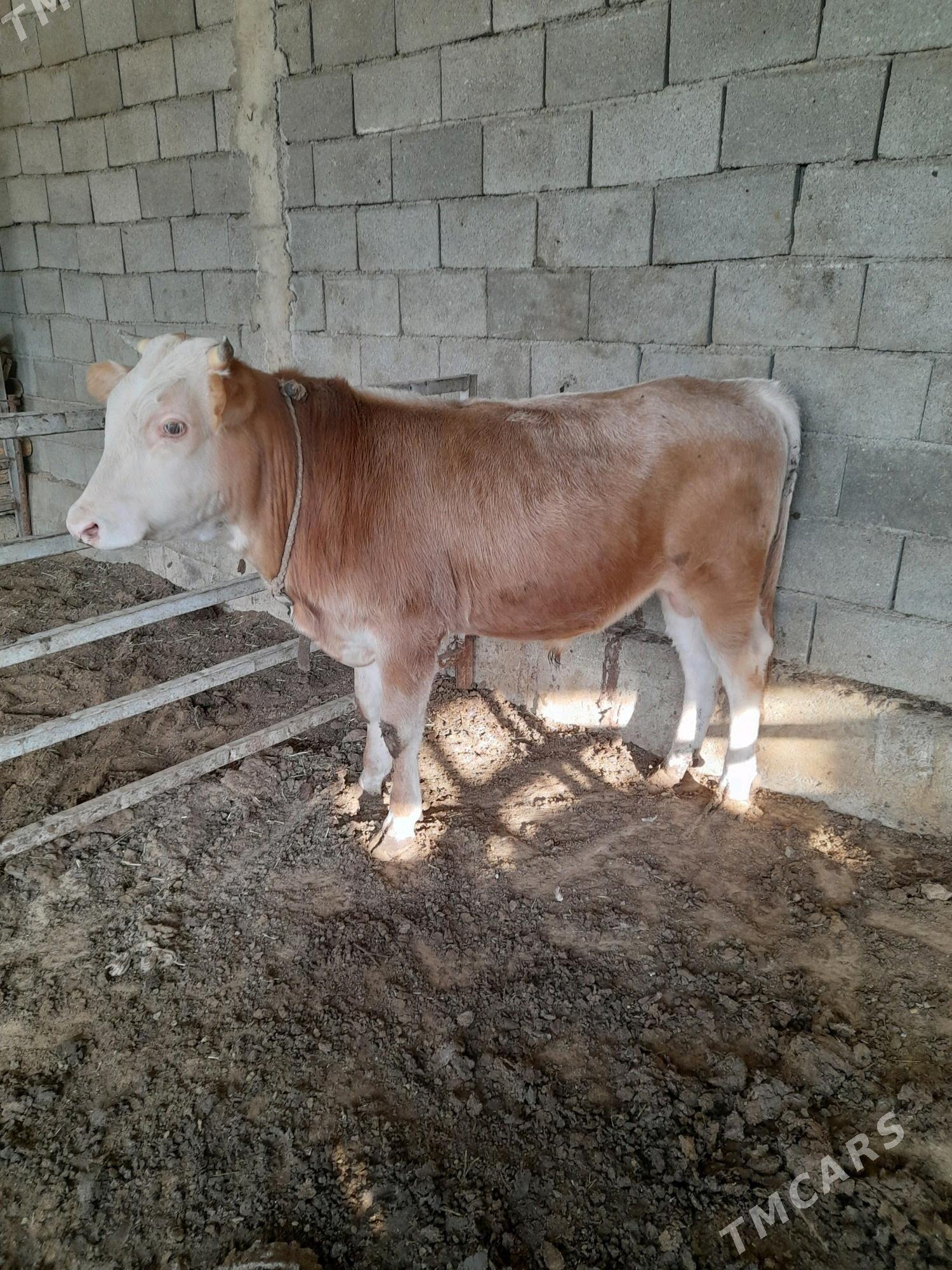 ökuz - Анев - img 9