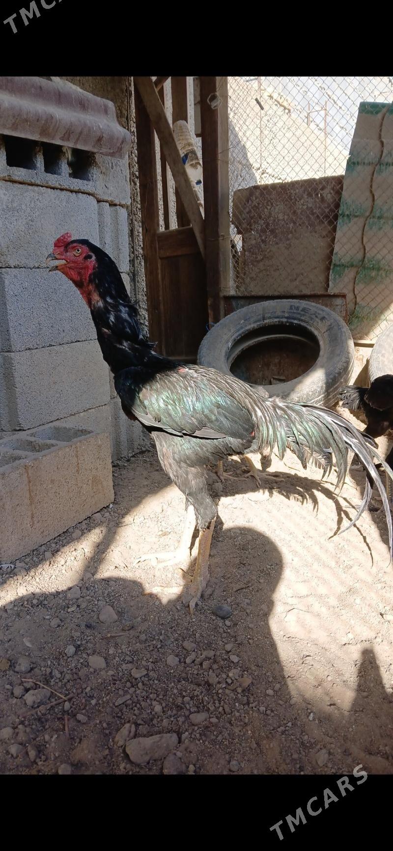 horoz - Aşgabat - img 1