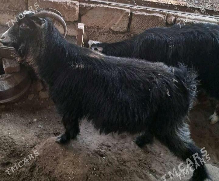 geçi bakylan - Gökdepe - img 2