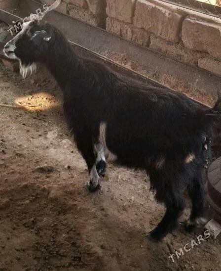 geçi bakylan - Gökdepe - img 1