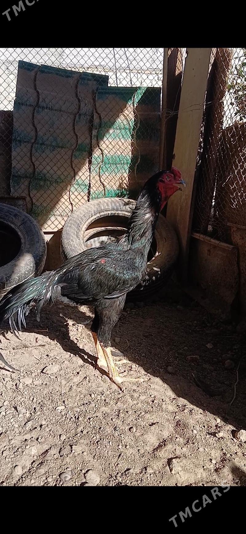 horoz - Aşgabat - img 2