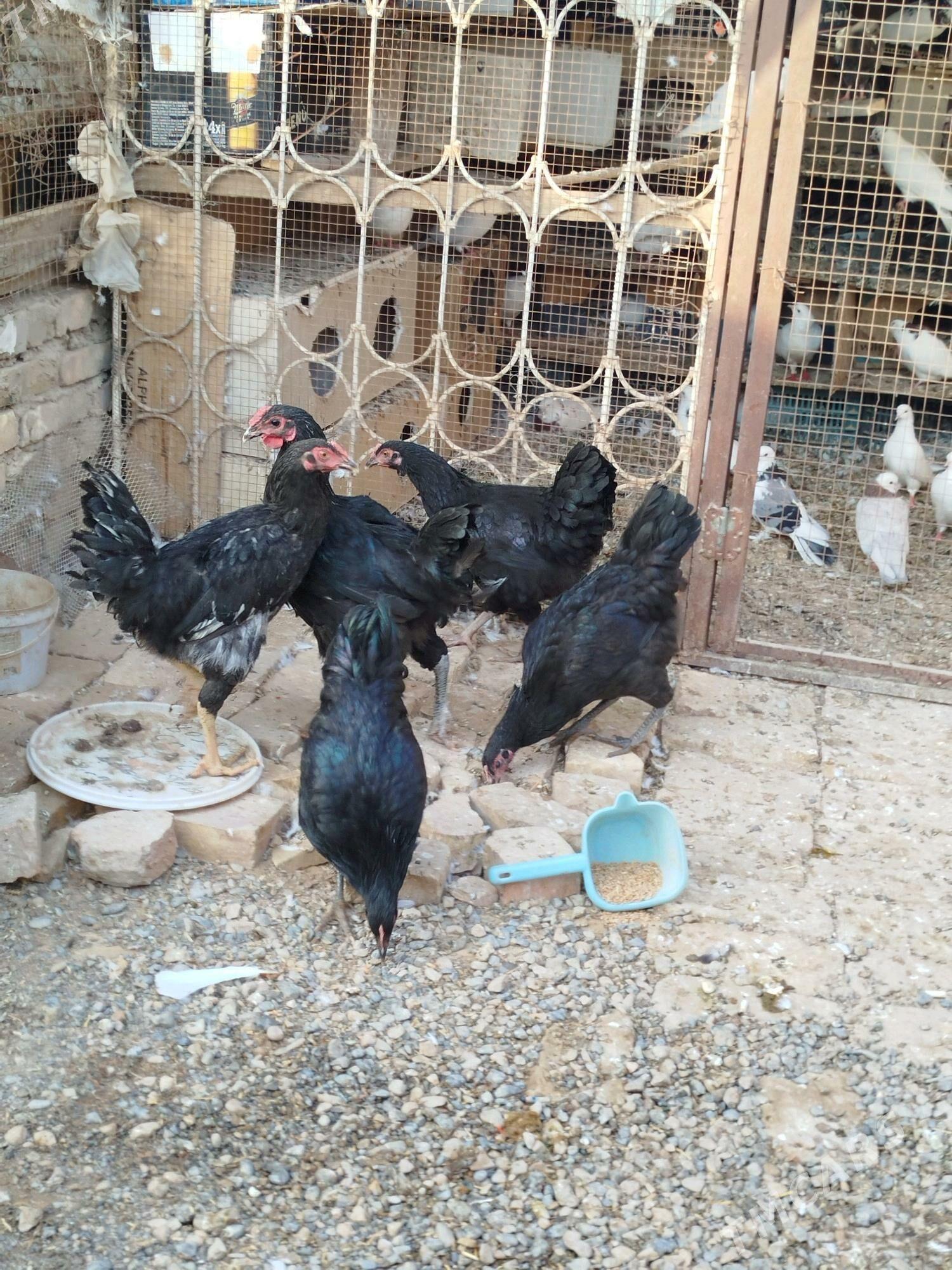 JERSİ HOROZ WE TOWUK - Мары - img 1