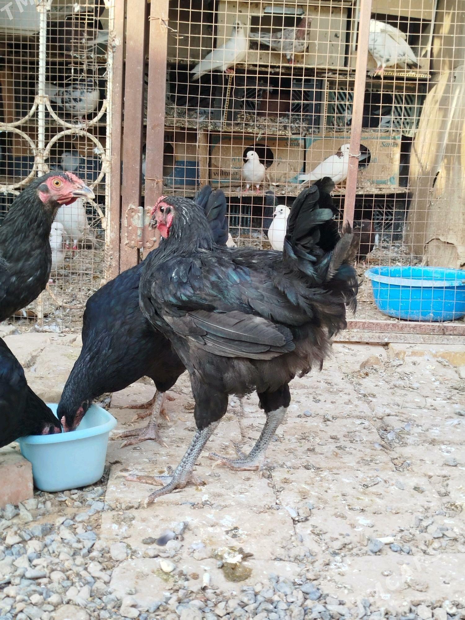 JERSİ HOROZ WE TOWUK - Мары - img 4