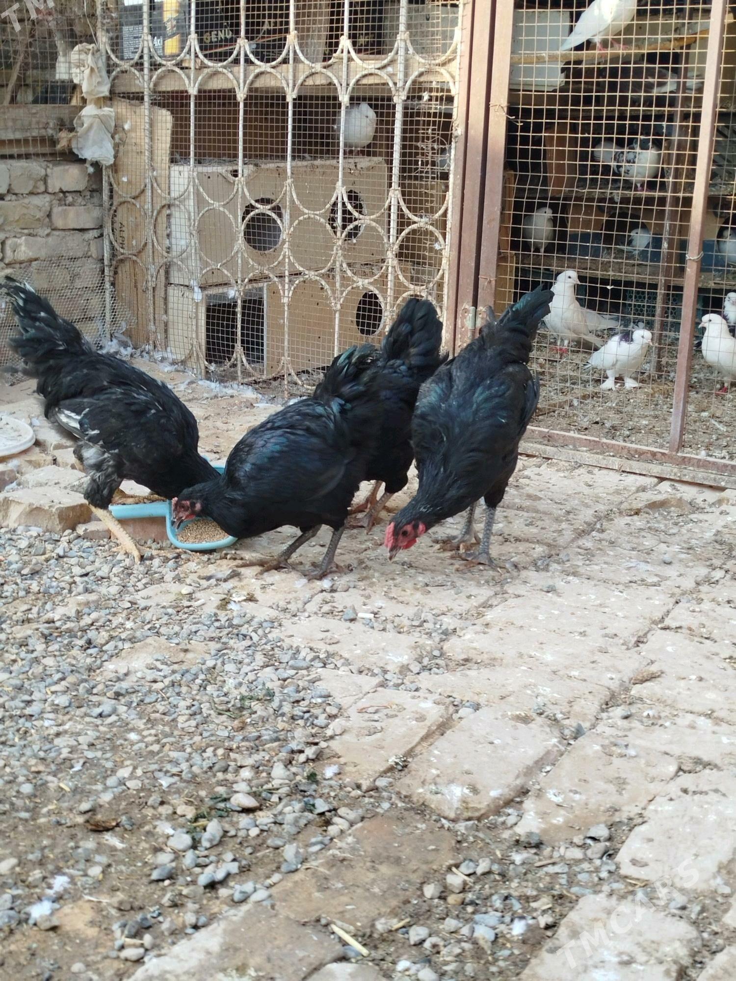 JERSİ HOROZ WE TOWUK - Мары - img 3