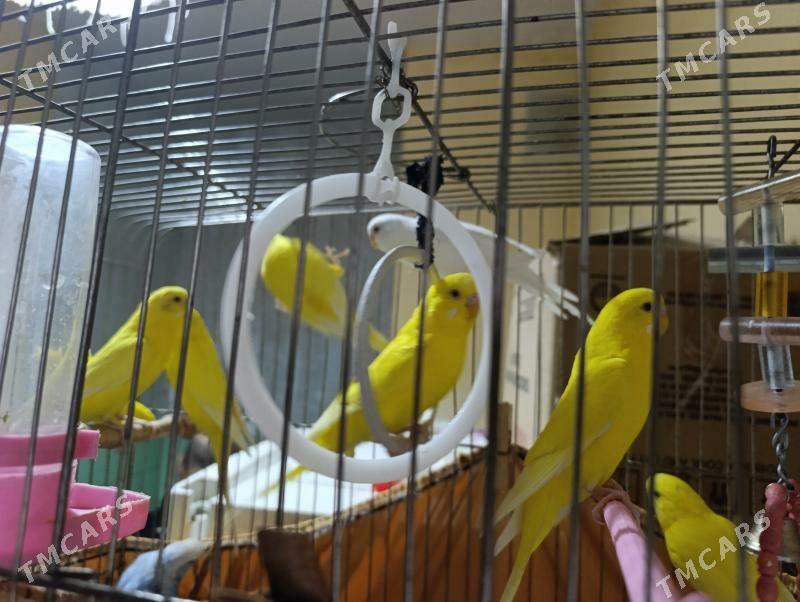 Papugaýlar - Мир 4 - img 2