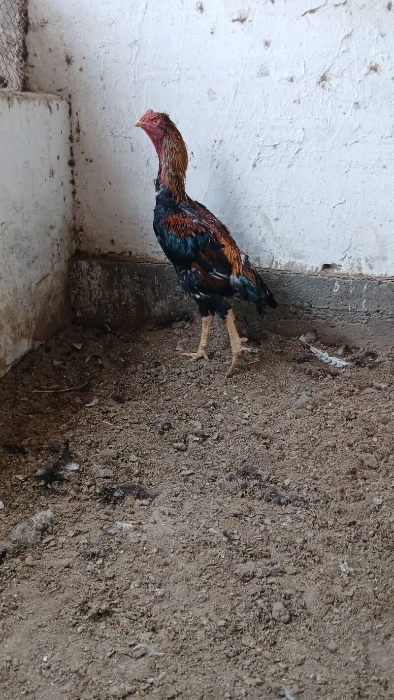 хораз - Чарджоу - img 3