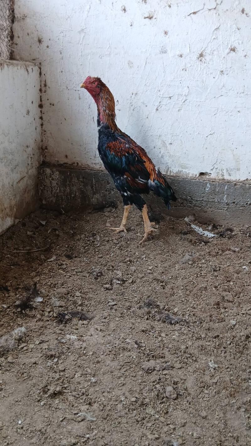 хораз - Чарджоу - img 2