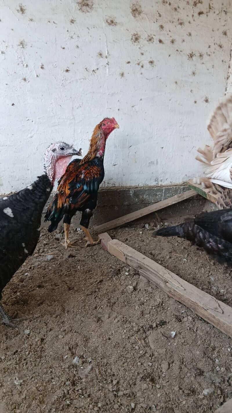 хораз - Чарджоу - img 4