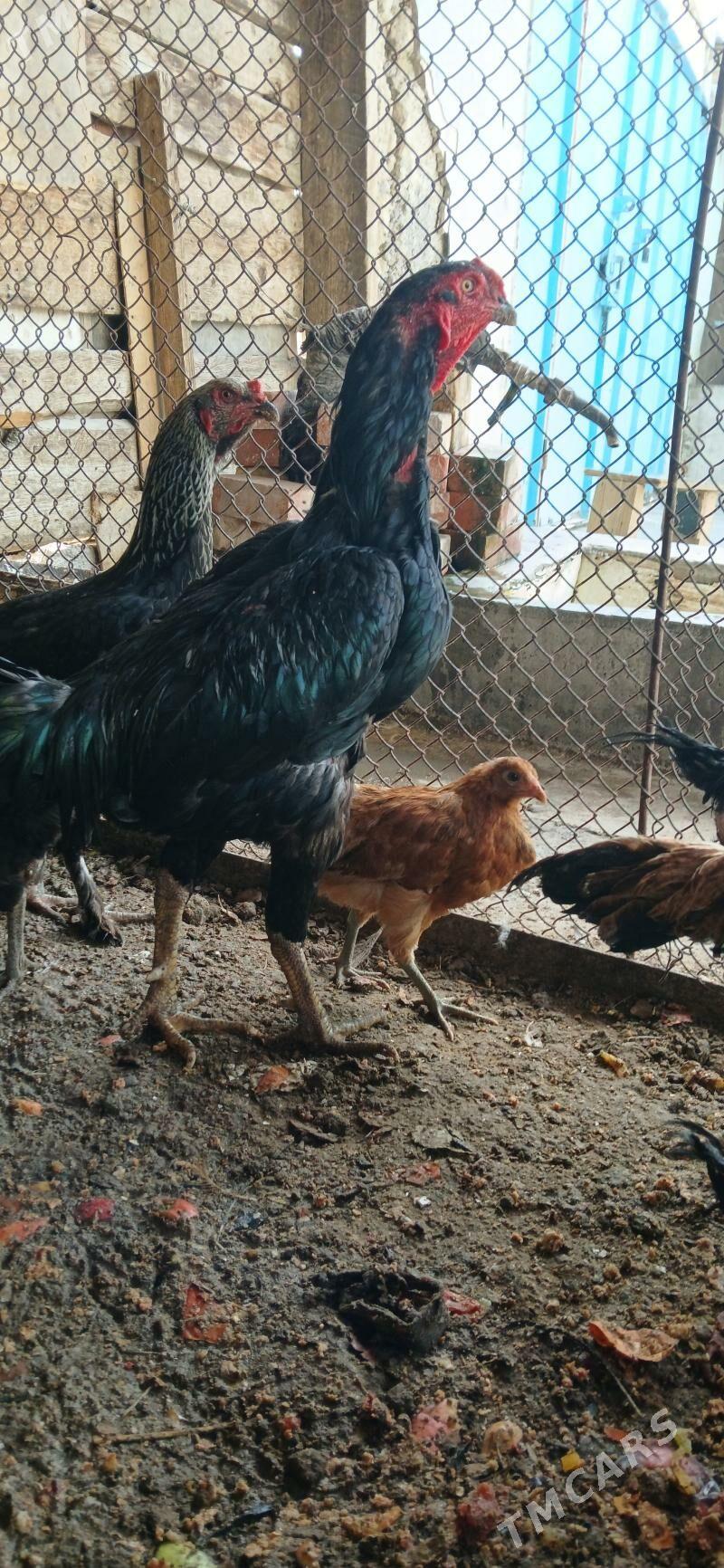 SAMO - Aşgabat - img 2