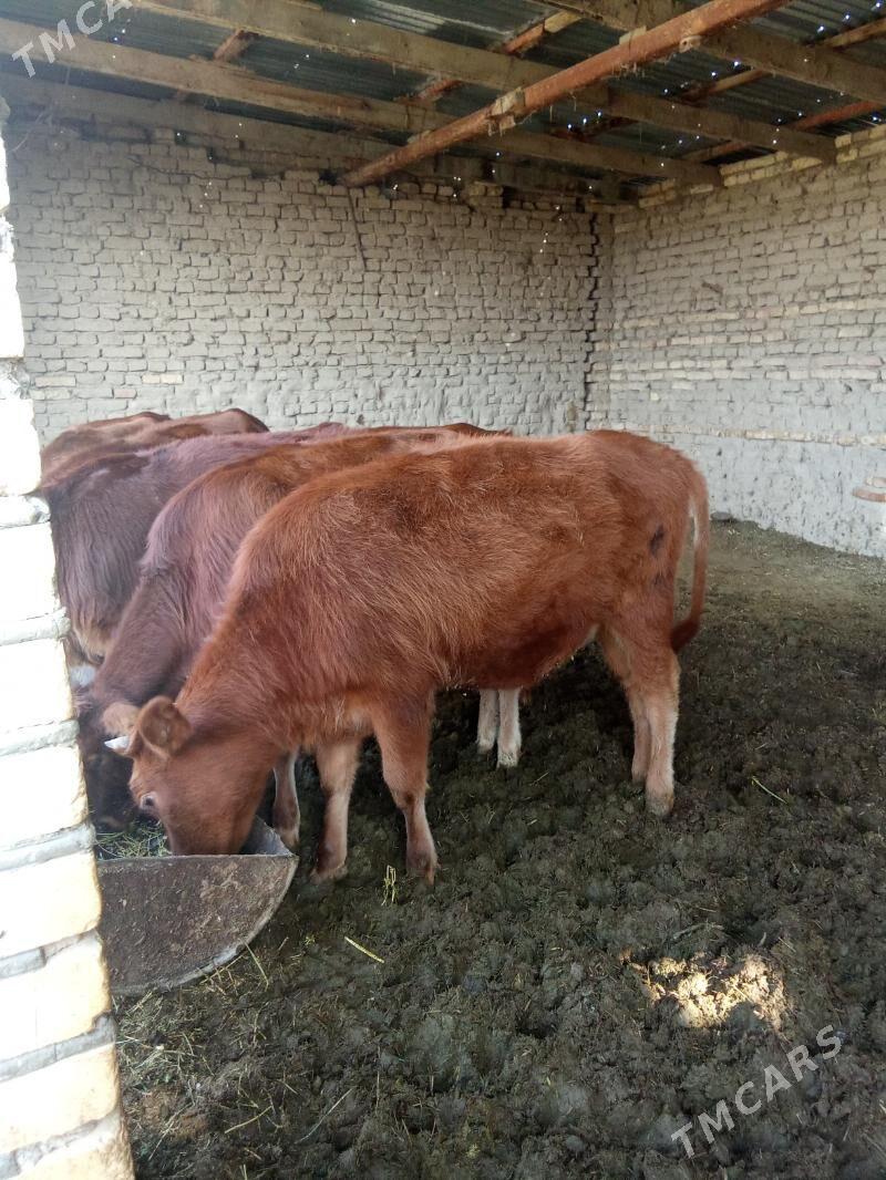 gulajyn - Мары - img 2