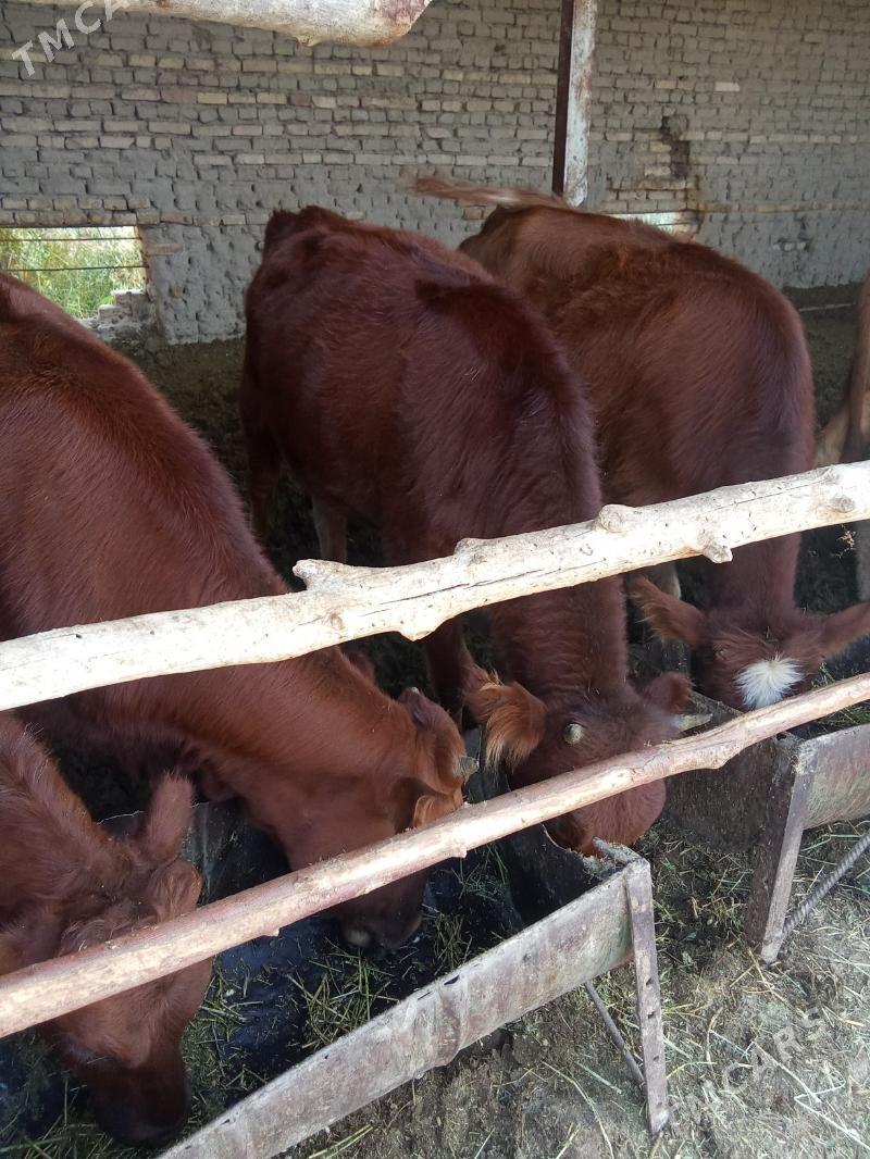 gulajyn - Мары - img 5