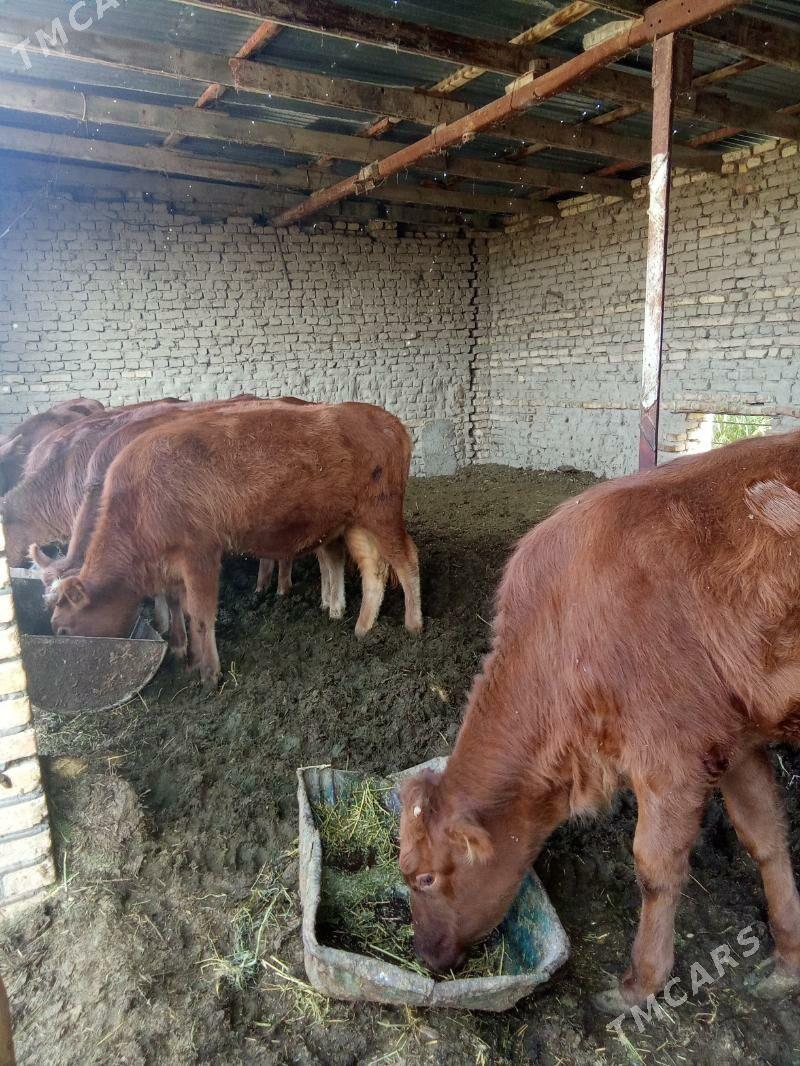 gulajyn - Мары - img 3