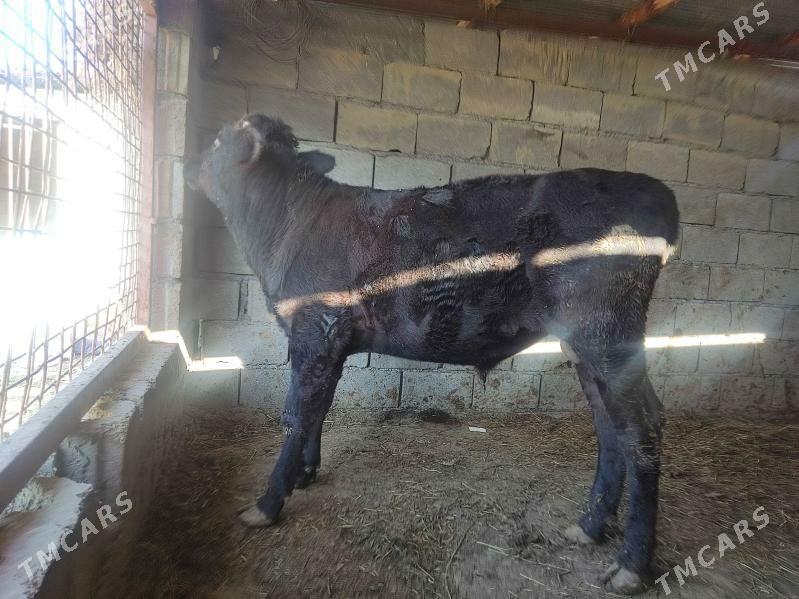 okuz - Gökdepe - img 2