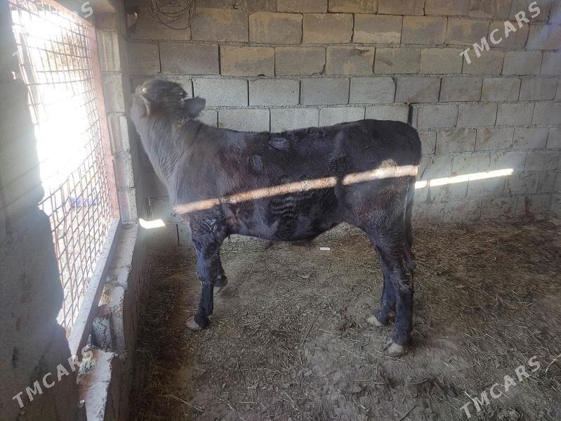 okuz - Gökdepe - img 1