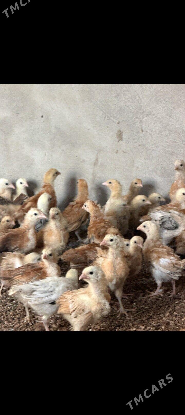 Jûýje - Büzmeýin - img 2