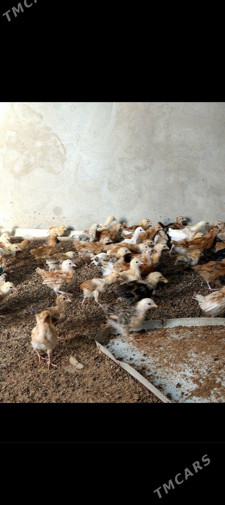 Jûýje - Büzmeýin - img 4