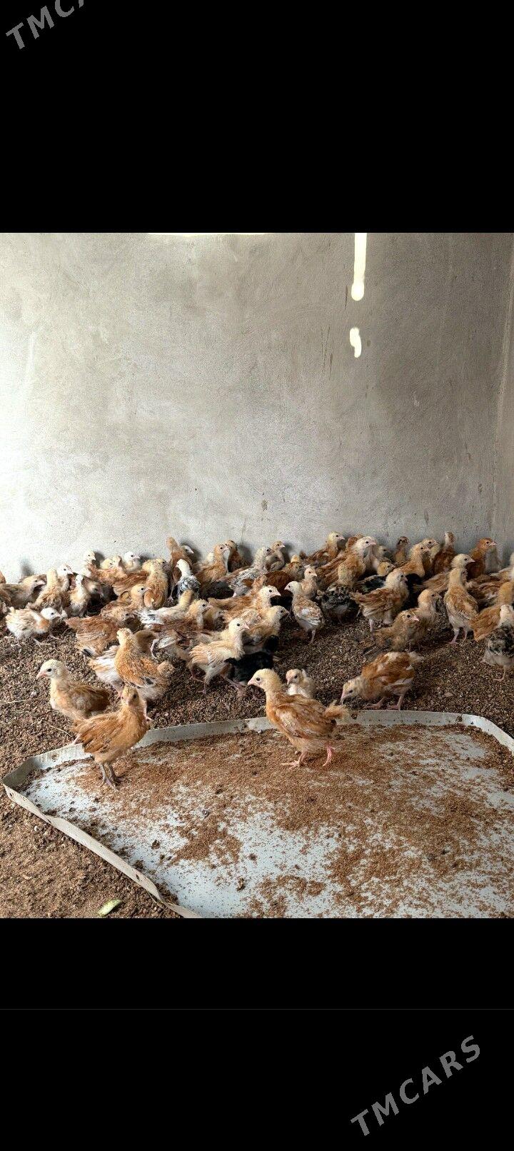 Jûýje - Büzmeýin - img 3