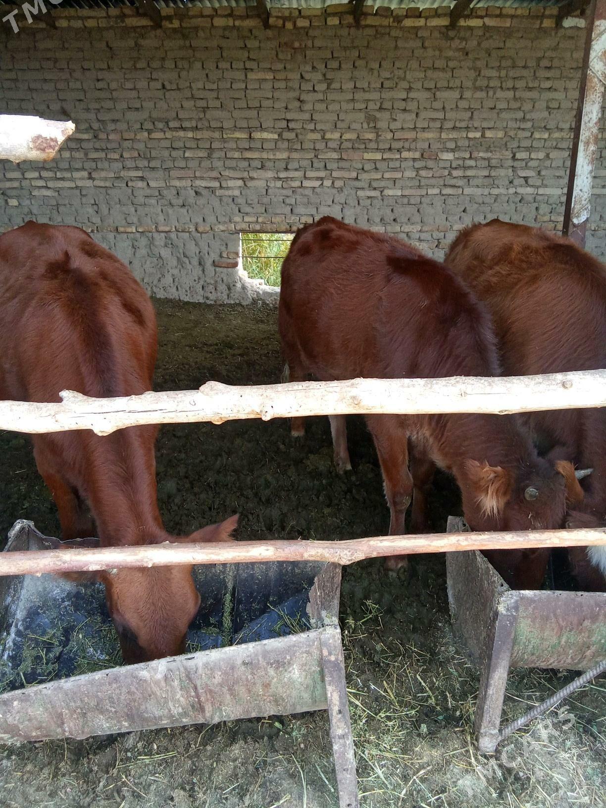 gulajyn - Мары - img 6