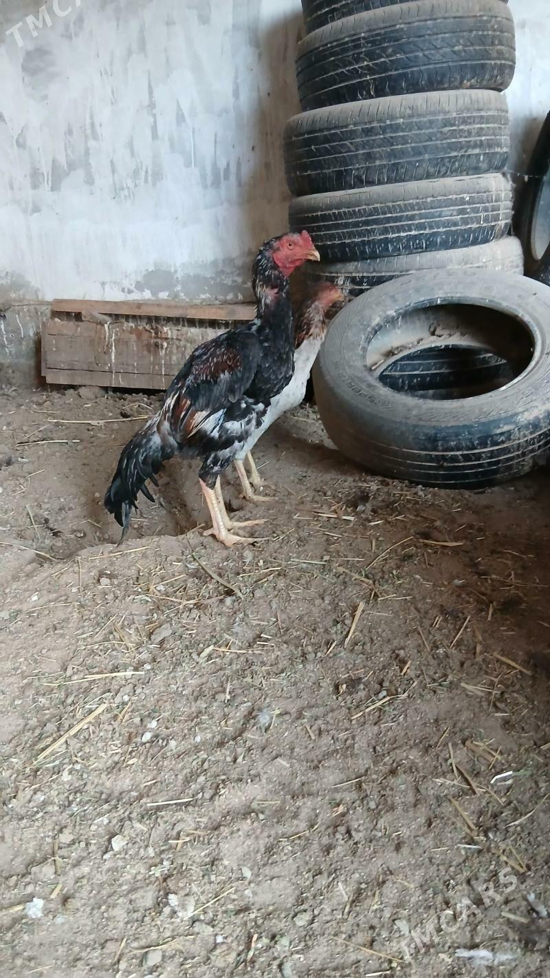 хораз и маки - Чарджоу - img 4