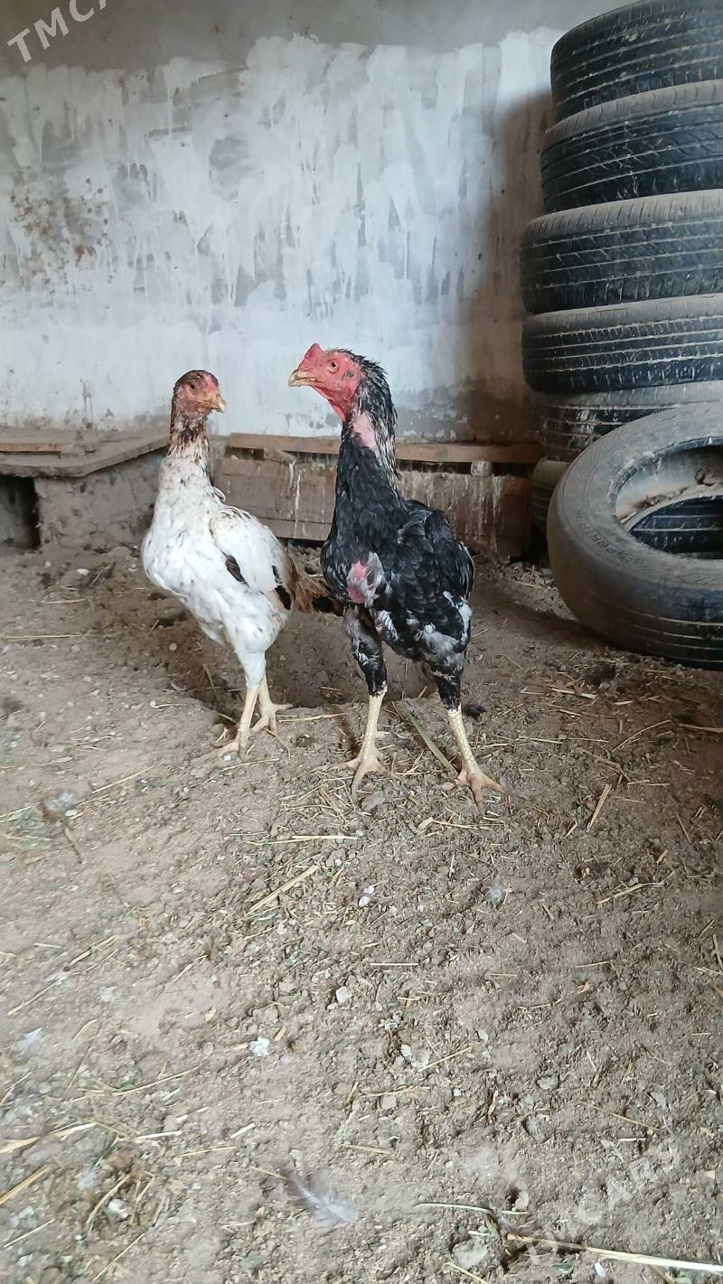 хораз и маки - Чарджоу - img 3