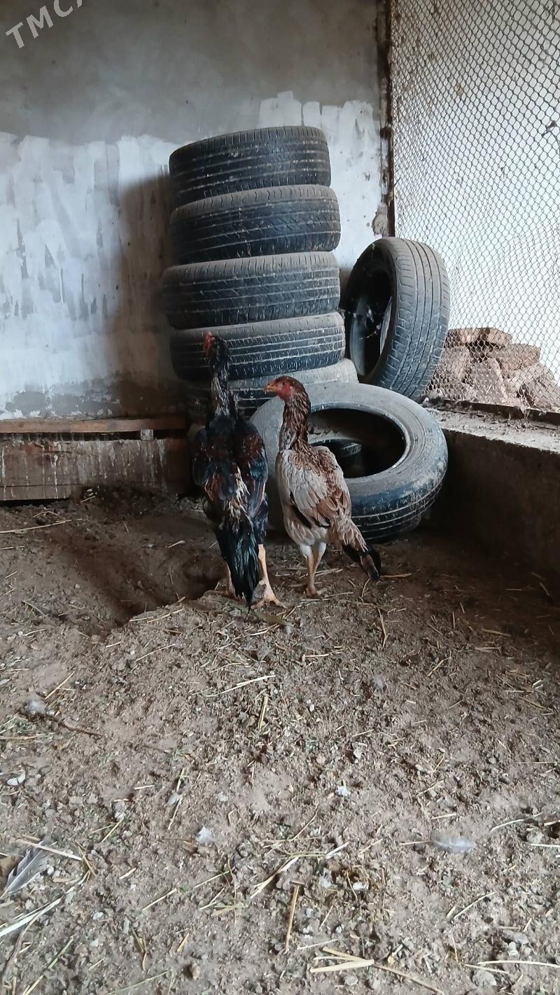 хораз и маки - Чарджоу - img 5