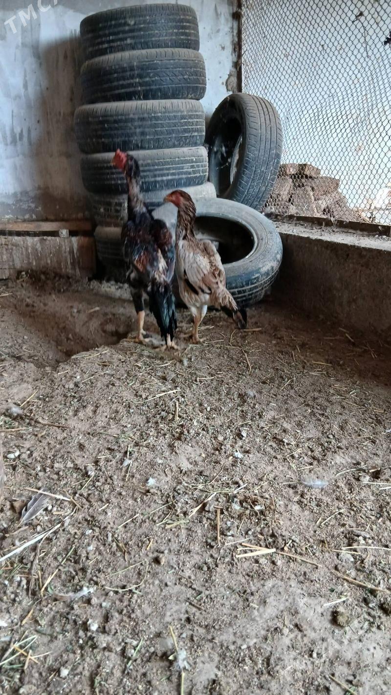 хораз и маки - Чарджоу - img 2