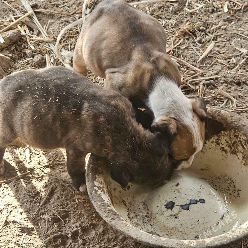 pitbul - Türkmenabat - img 3