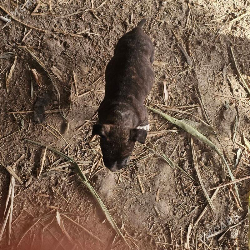 pitbul - Türkmenabat - img 1