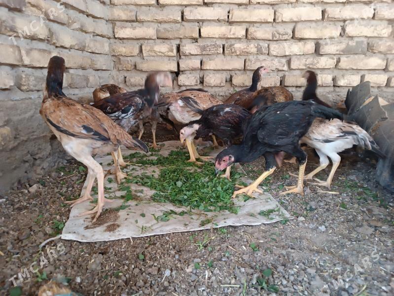 baysowy juje - Mary - img 2