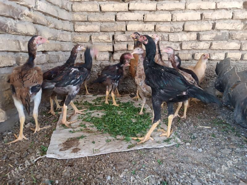 baysowy juje - Mary - img 3