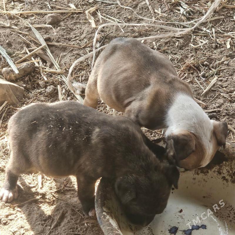 pitbul - Türkmenabat - img 2