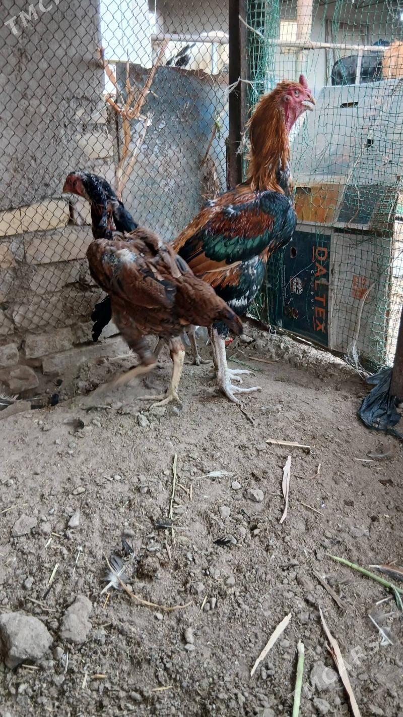 хораз и макилер - Çärjew - img 3