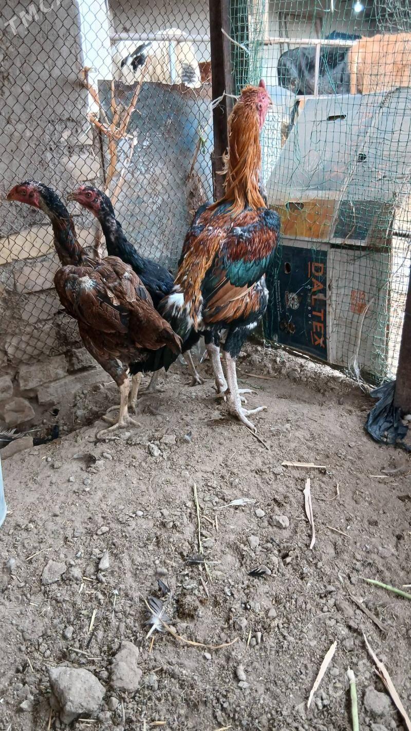 хораз и макилер - Çärjew - img 1