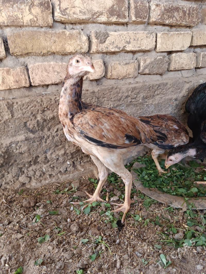 baysowy juje - Mary - img 1