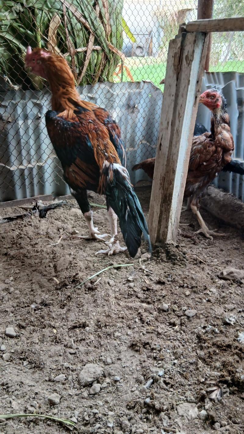 хораз и макилер - Çärjew - img 4