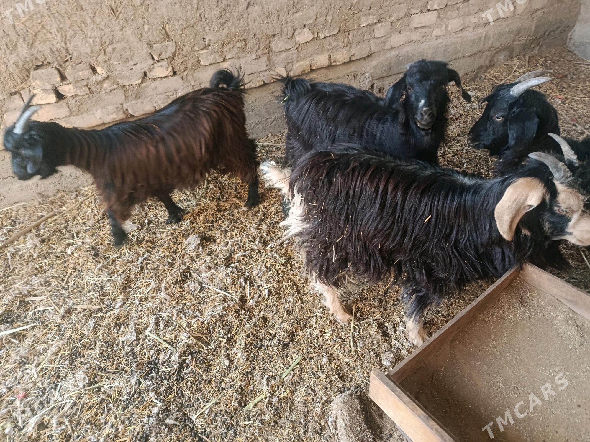 Geçi satylyar Jemi 3 sany - Daşoguz - img 2