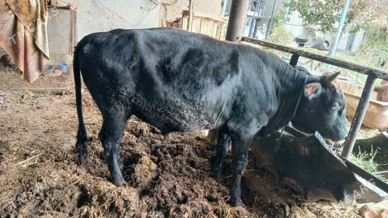 окуз баклык - Чарджоу - img 1