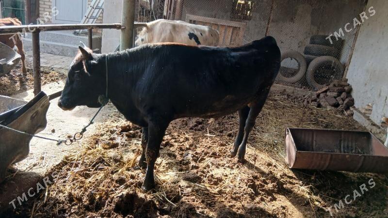 окуз баклык - Чарджоу - img 5