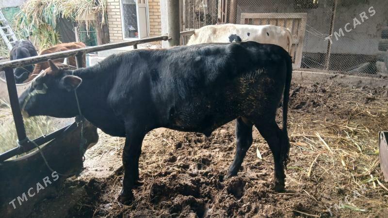 окуз баклык - Чарджоу - img 3