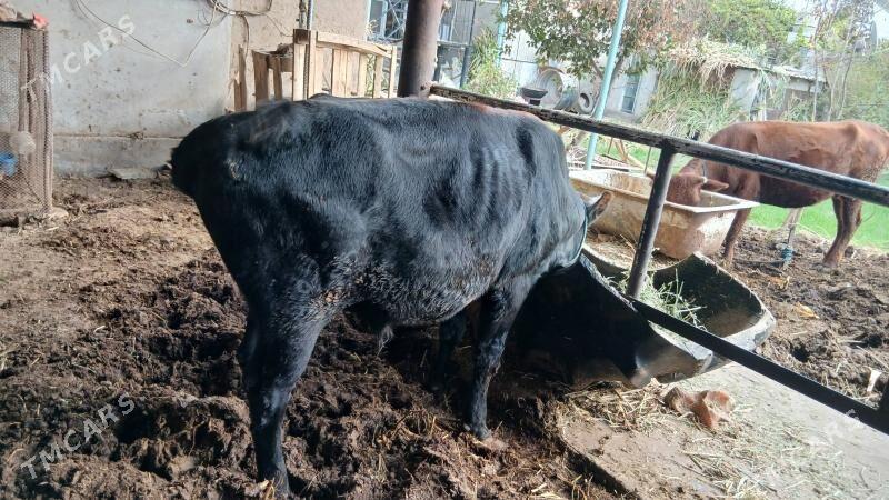 окуз баклык - Чарджоу - img 4