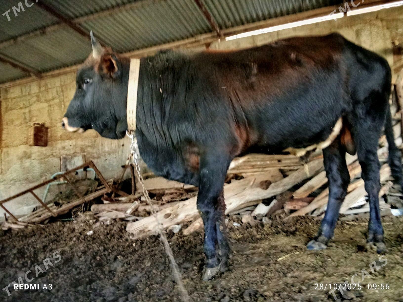 satlyk paroda ökiz - Векильбазар - img 1