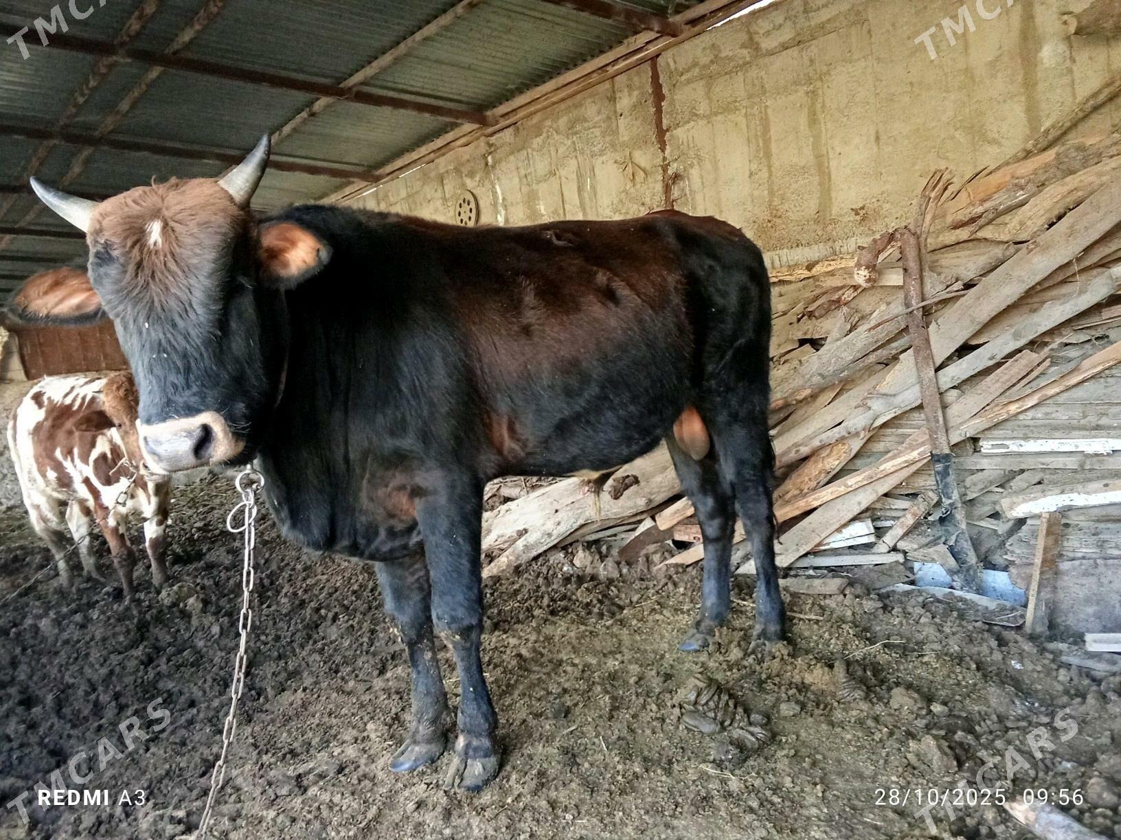 satlyk paroda ökiz - Векильбазар - img 3
