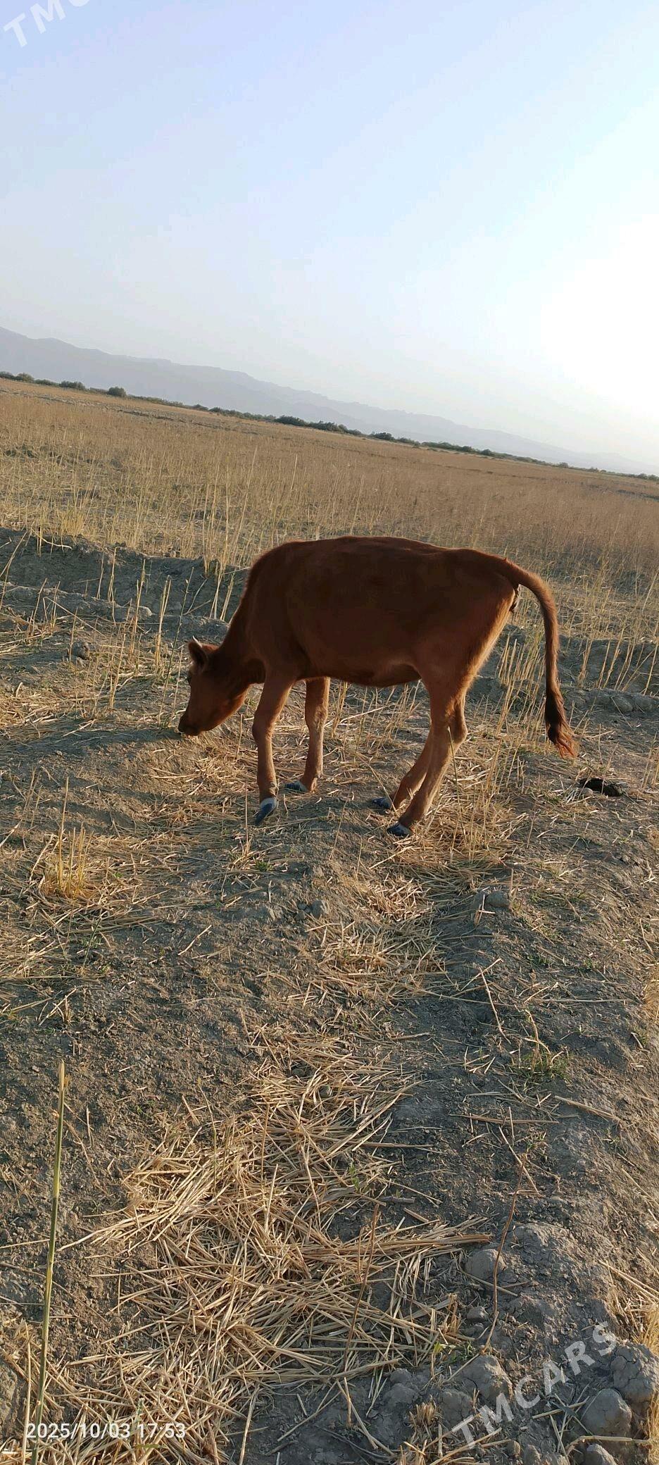 bogaz sygyr bn gaçar - Bereket - img 2
