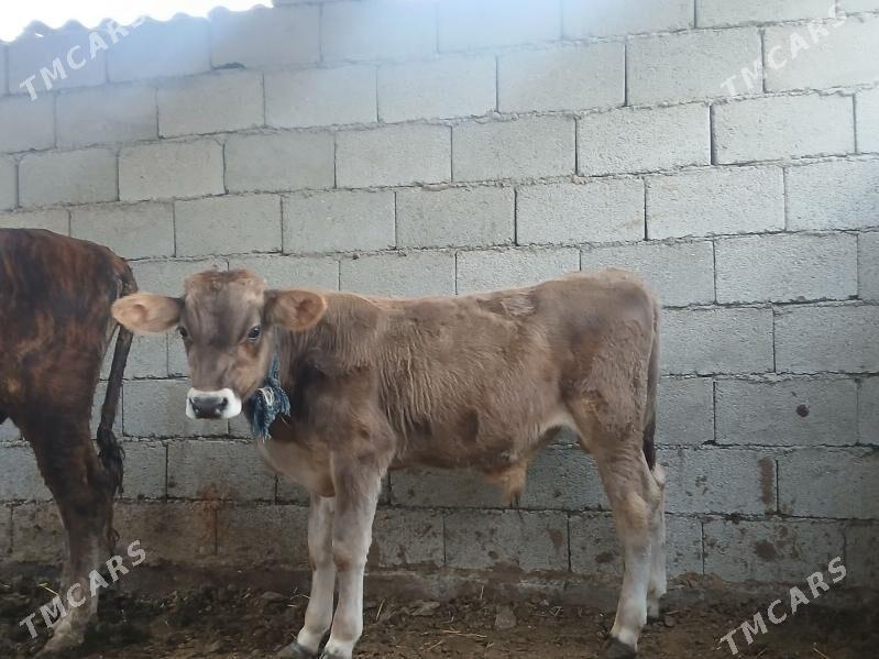 okuz - Бузмеин - img 2