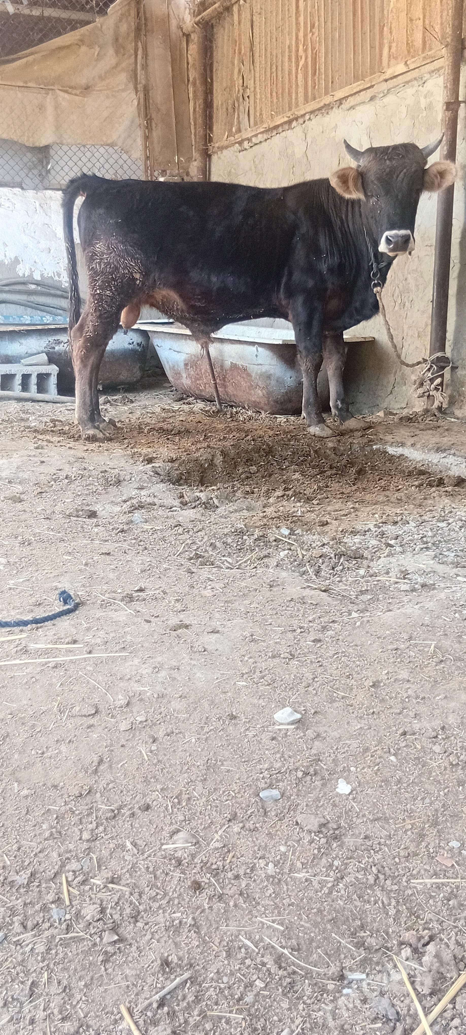 siwes ökuz - Бахарден - img 2