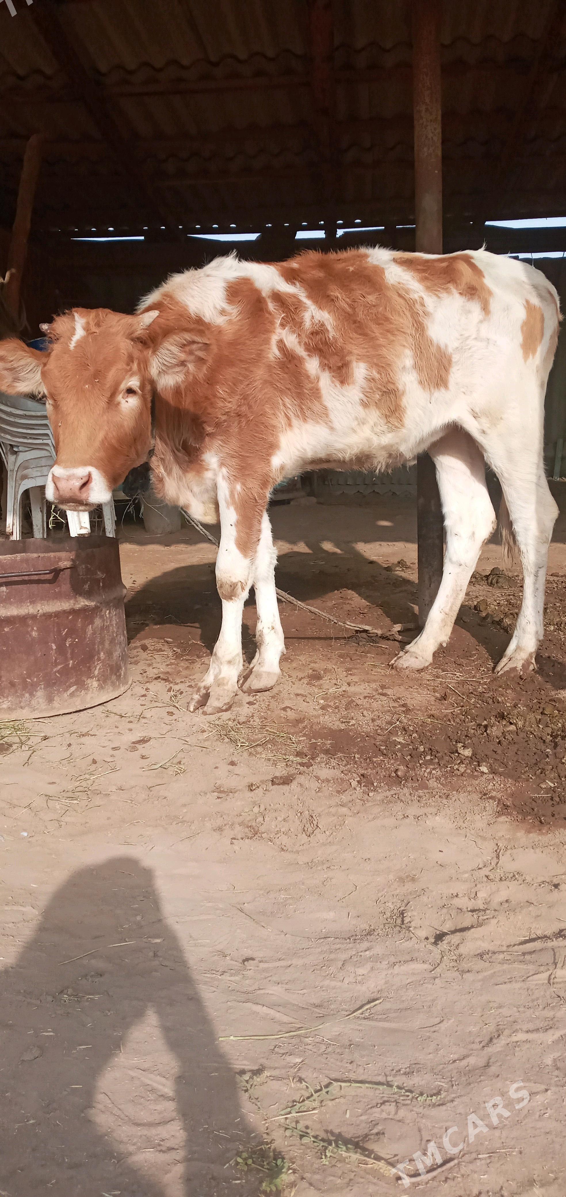 Gibrit  tüwe - Babadaýhan - img 1