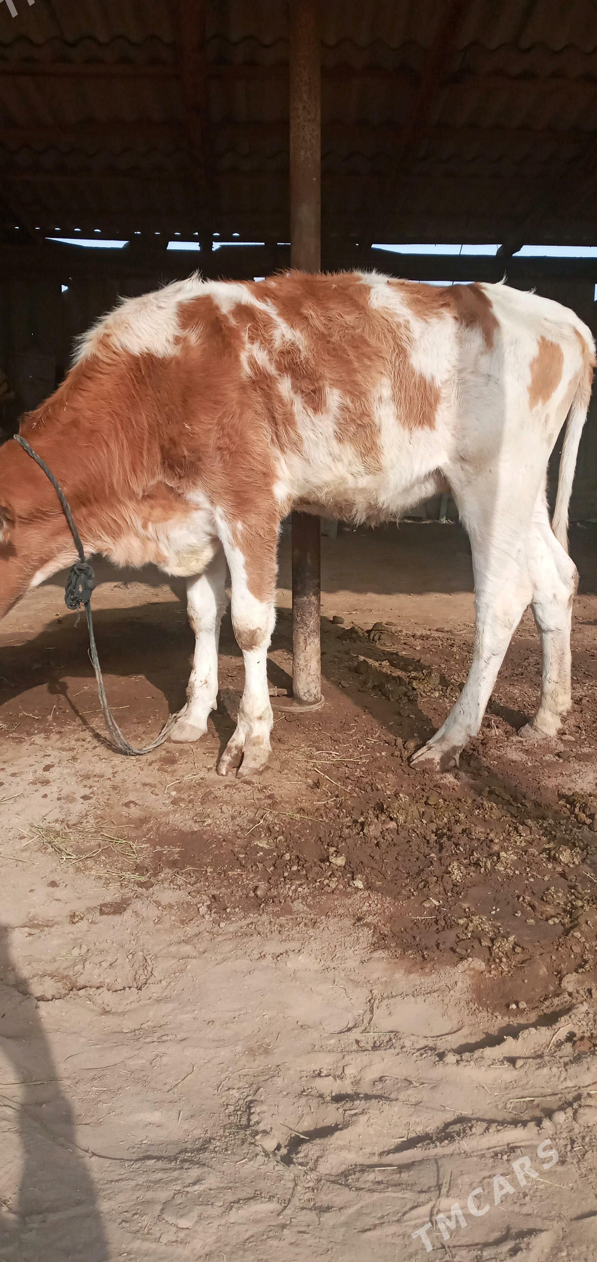 Gibrit  tüwe - Babadaýhan - img 4