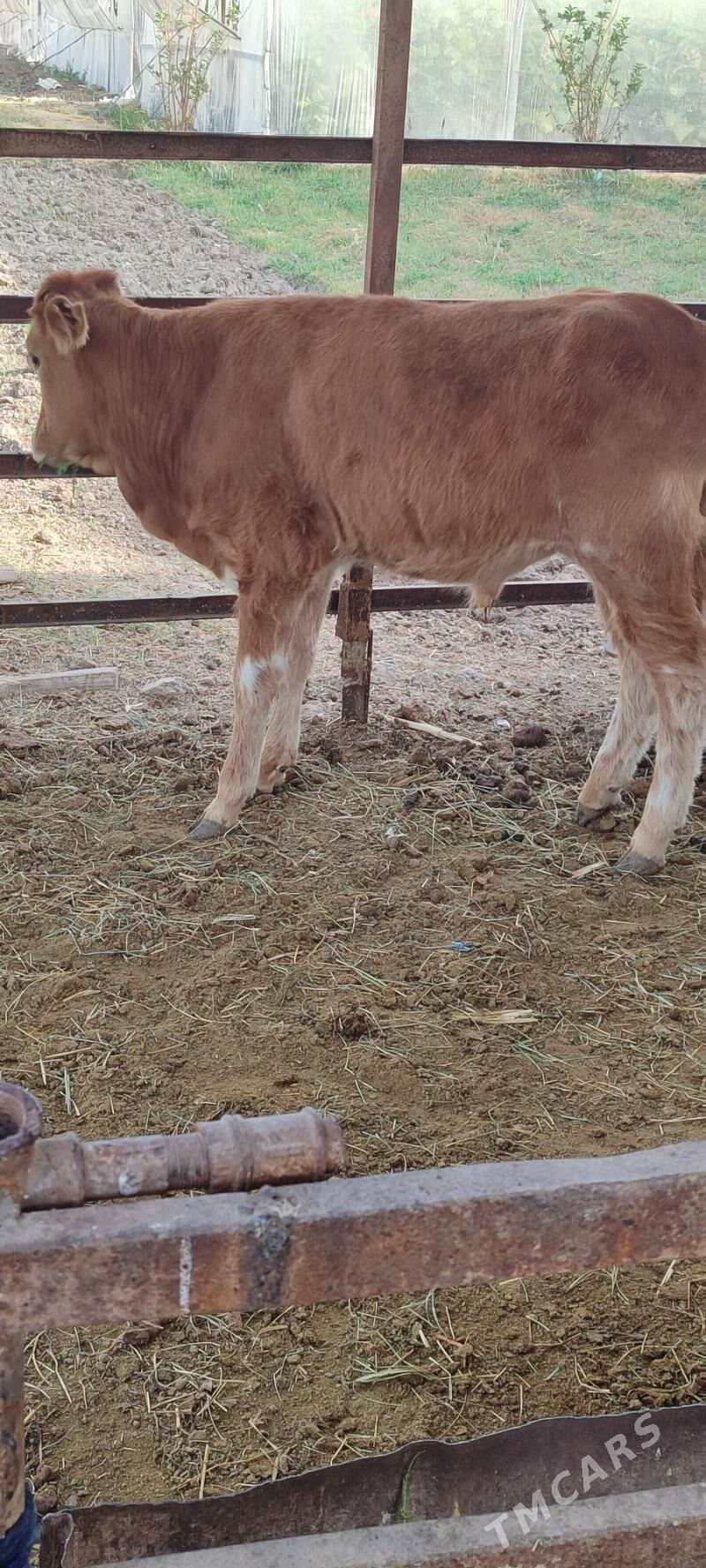 öküz - Mary - img 1