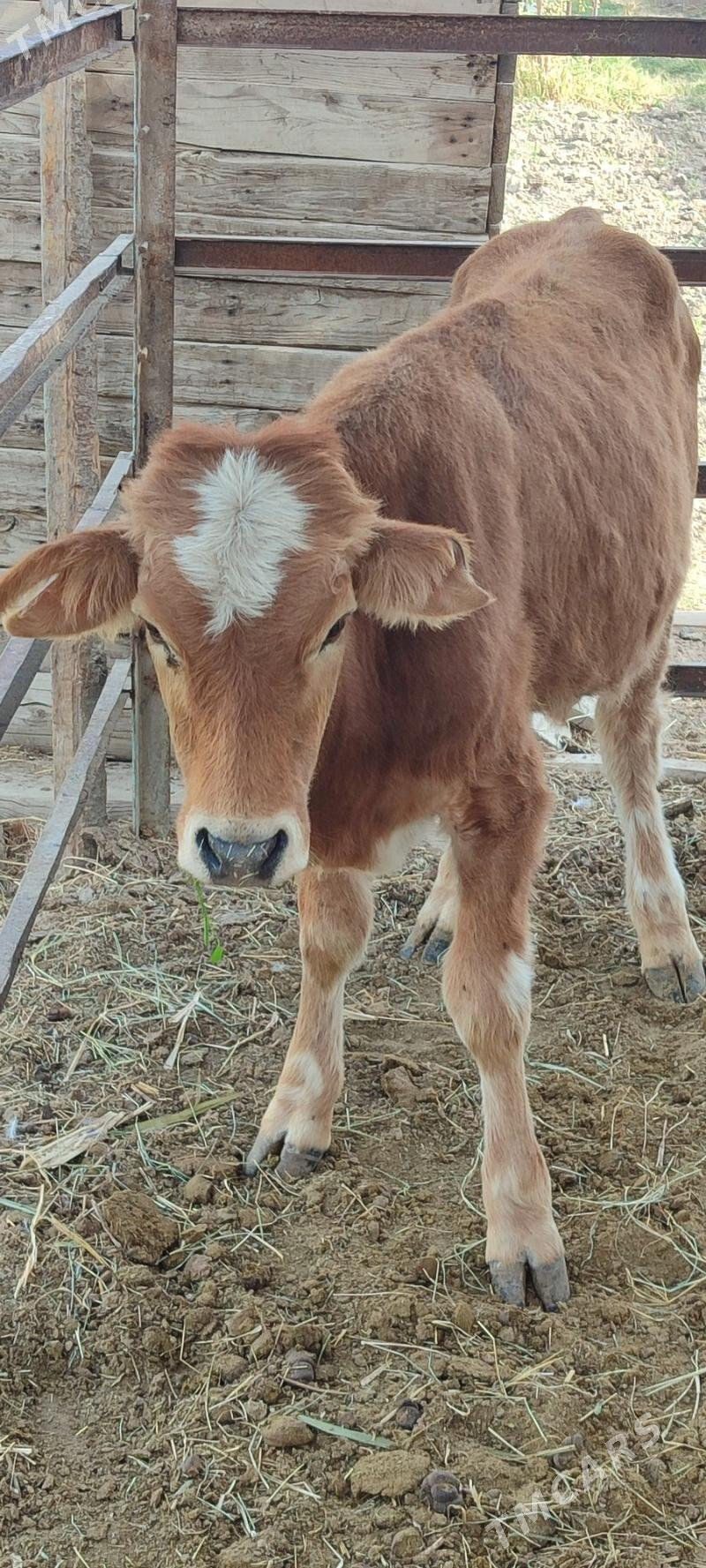 öküz - Mary - img 5