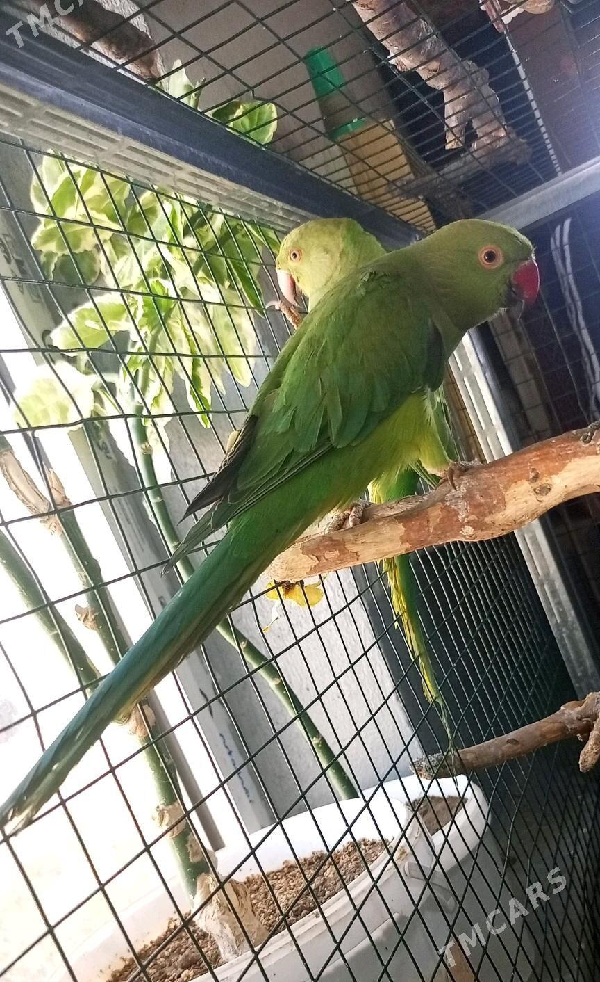 OJERELOWY ожереловый - Мир 1 - img 4